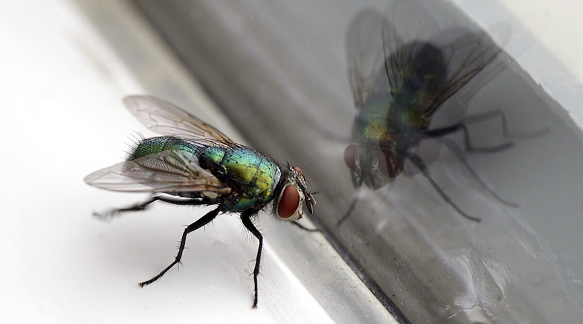 Eine Fliege sitzt an einer Fensterscheibe