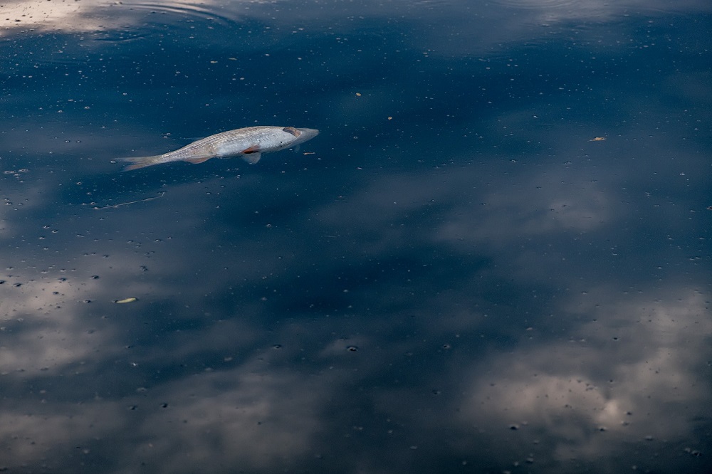 In einem schmutzig schwarzem See schwimmt ein toter Fisch.
