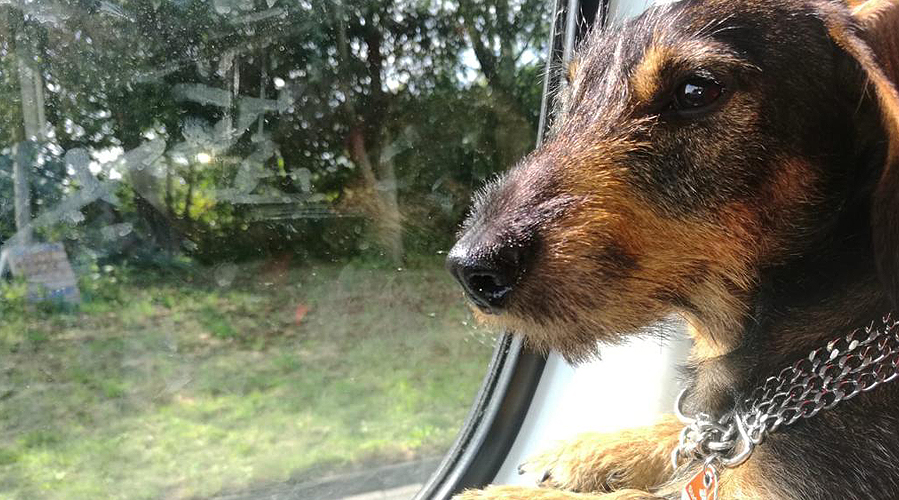 Ein Hund vor einem Fenster